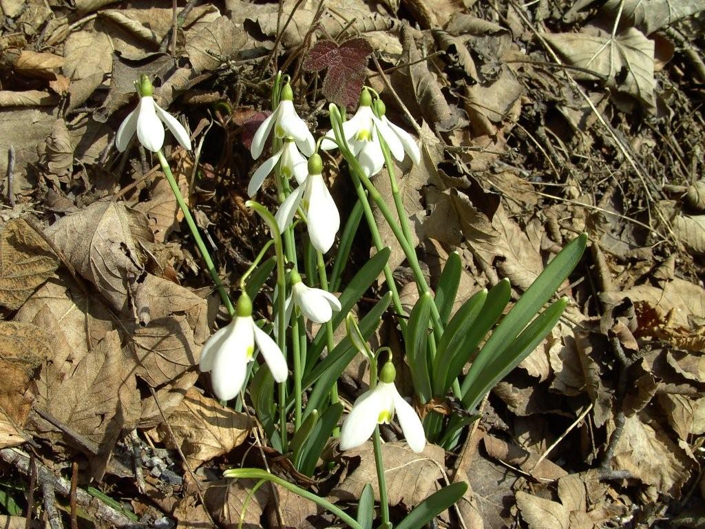 fioriture...di primavera